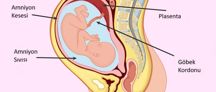 Amniyon Sıvısı Nedir? Gebelikte Suyun Azalması (Oligohidramnios) Amniyon sıvısı nedir? Gebelikte suyun azalması belirtileri