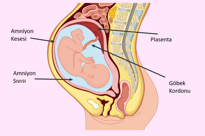 Amniyon sıvısı nedir? Gebelikte suyun azalması belirtileri