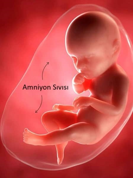 Anne karnında susuz kalan bebek ne kadar yaşar? Anne karnında susuz kalan bebek yaşar mı?